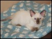 Tycho 11 wks