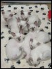 Six weeks