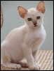 Cinnamon male at 9 weeks