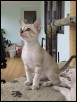 Brown Tabby male - 9 weeks