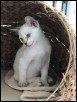 Apophis - 10 weeks