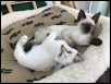 Lilah (Siamese) & Eleana 10 weeks