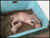 13 days old
