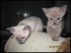 Mountaineers at 3 weeks old