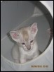 22 days old