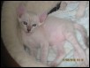 Female kitt 4 weeks