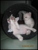  'Got it' - 6 weeks