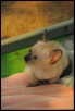 1 month old