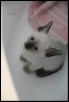 Tsukiko 1 month old