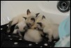 1 month old