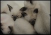 1 month old