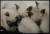 1 month old