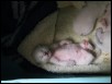 Cat napping at 7 days