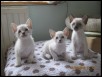 The Trio at 4 weeks