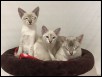 Aarksh, Etoile & Mum