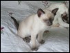 Kiche 11 weeks