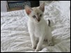 Puck 11 weeks