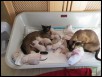 Helene & Rhea's kittens to Chertan born  2nd & 6th May 2014