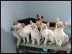 Venus & Chertan kittens (6) born 30 March 2014
