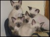 Xings kittens 2012