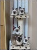 Xing & Magic kittens (4) born 23 May 2015