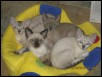 Gems kittens   2012