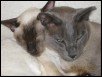 Prima & Dip 'All loved up'