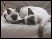 Mirzam and Ying Ying