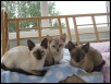 Ying Ying, Centauri &amp Helene Sept 2012