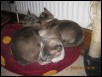 A family affair - Dip, Sky & Venus