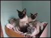 ​Mist, Mei, Miz &amp Isa Feb 2018